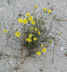 Crepis tectorum