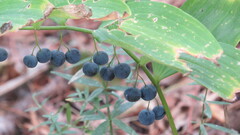 Polygonatum pubescens