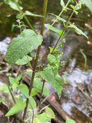 Scutellaria lateriflora