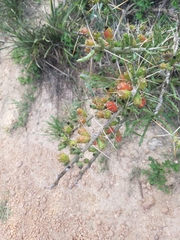 Cylindropuntia leptocaulis