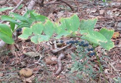 Polygonatum pubescens