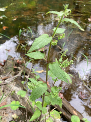 Scutellaria lateriflora