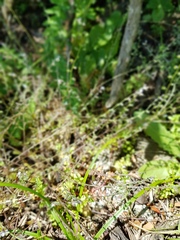 Myosotis ramosissima