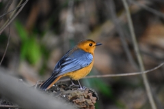 Cossypha natalensis natalensis