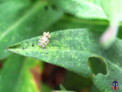 Corythucha marmorata