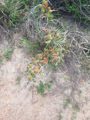 Cylindropuntia leptocaulis
