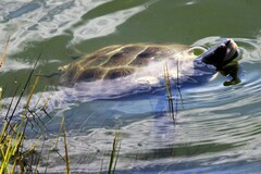 Malaclemys terrapin terrapin