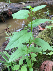 Scutellaria lateriflora