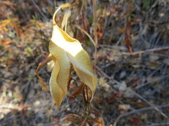 Calochortus albus