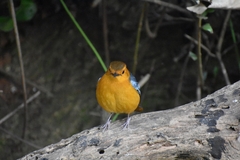 Cossypha natalensis natalensis