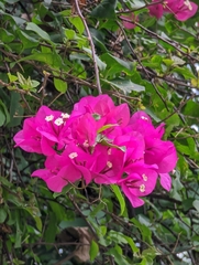 Bougainvillea