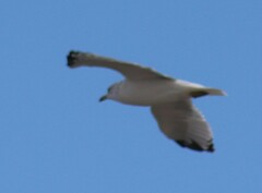 Larus delawarensis