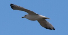 Larus delawarensis