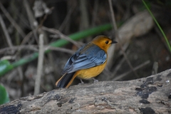 Cossypha natalensis natalensis