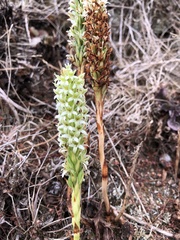 Platanthera elegans elegans
