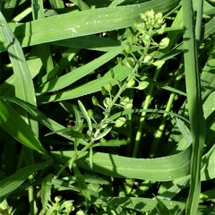 Lepidium virginicum