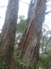 Eucalyptus melliodora