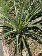 Bromelia antiacantha