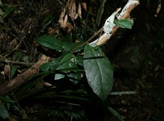 Ficus coronata