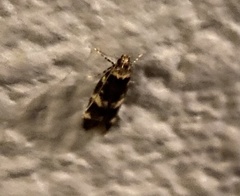Oegoconia novimundi