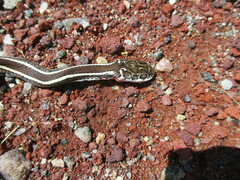 Masticophis taeniatus