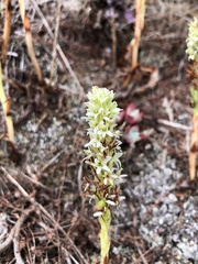 Platanthera elegans elegans