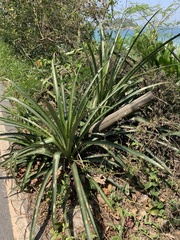 Bromelia antiacantha