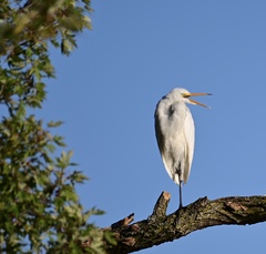 Ardea alba