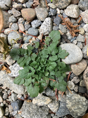 Cardamine pensylvanica