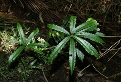 Carronia multisepalea