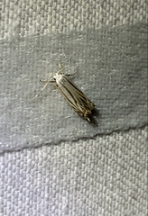 Polyhymno luteostrigella