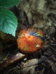 Hygrocybe