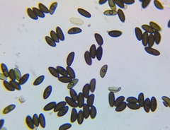 Xylaria corniformis
