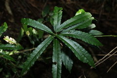 Carronia multisepalea