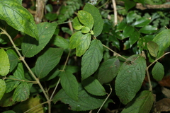 Callicarpa pedunculata