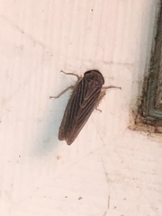 Chlorotettix necopinus