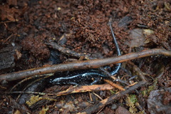 Plethodon cylindraceus