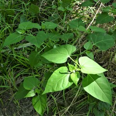 Mirabilis jalapa