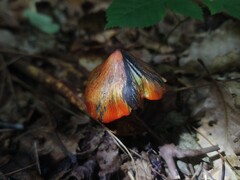 Hygrocybe