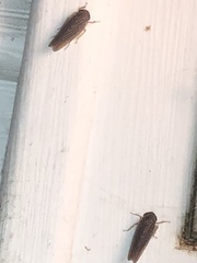 Chlorotettix necopinus