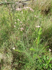 Ozothamnus diosmifolius