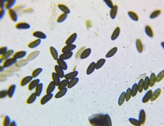Xylaria corniformis