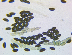 Xylaria corniformis