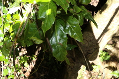 Cissus sterculiifolia