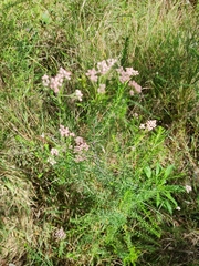 Ozothamnus diosmifolius