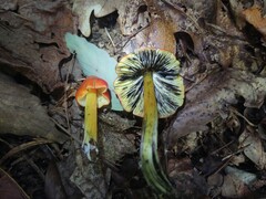 Hygrocybe