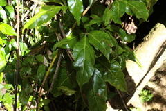 Cissus sterculiifolia