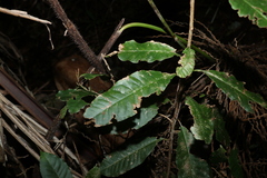 Quintinia sieberi