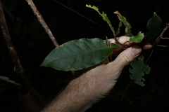 Quintinia sieberi