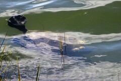 Malaclemys terrapin terrapin